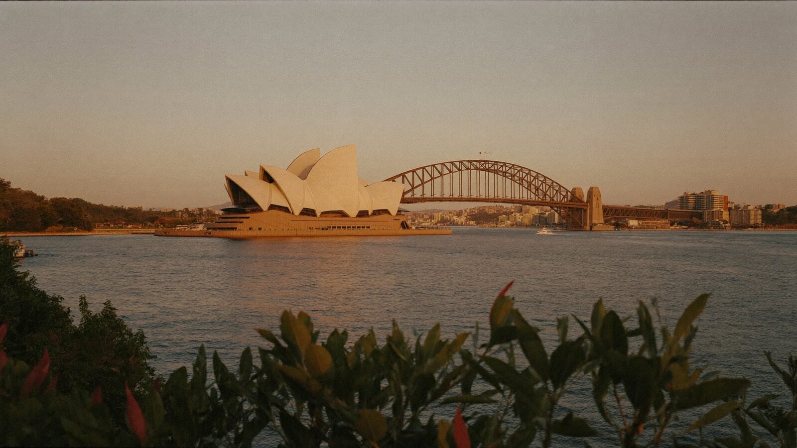 Sydney Harbour glowing at golden hour, seen from a leafy headland